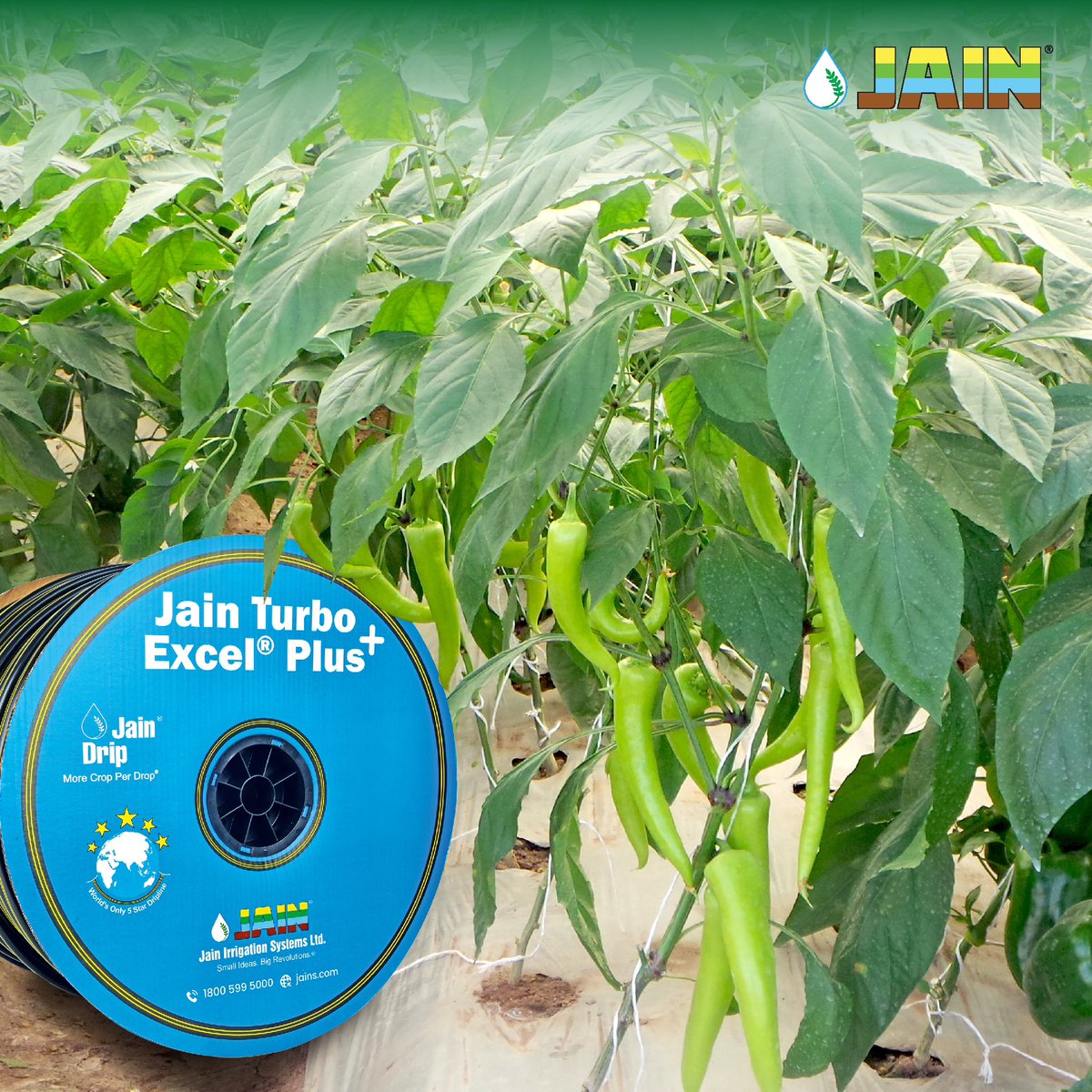 JainIrrigation's tweet image. Boosting productivity with Jain Drip Irrigation for perfect chilli crops! 🌶️ Efficient water use, healthier plants, and higher yields –with the method of precision by Jain Drip 💧 

#SmartFarming #ChilliFarming #JainIrrigation #AgTech #Agri #JISL