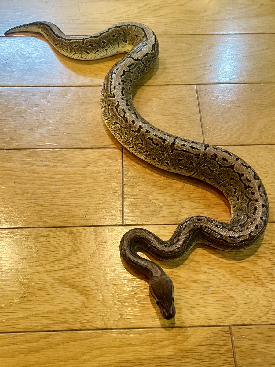 ブラックパステルピンストライプアザン🐍
綺麗に育ってくれて嬉しい☺️
ピンストライプ好きだ！もう一匹いても良いと思う！

#ボールパイソン