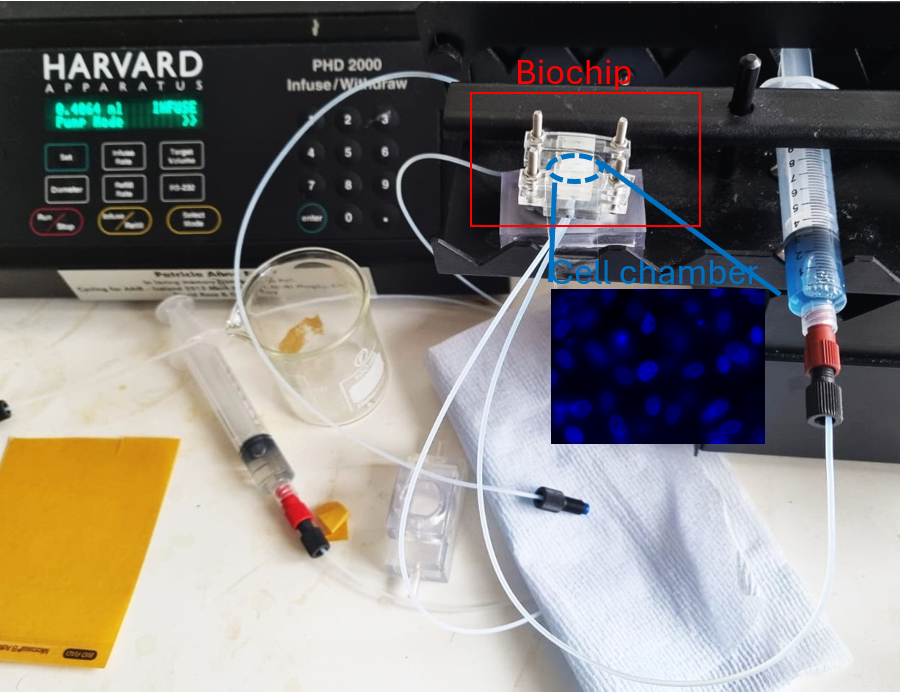 aquabiosens's tweet photo. 🌟 Advancing Biochip #tech for Real-Time Fish Cell Monitoring! 🐟
Our refined #biochip is now in testing, mimicking real-life conditions with continuous flow over fish gill cells. Optimized chamber design ensures better cell localization and performance.
👤 @unisouthampton https://t.co/GtHWfxC5uR