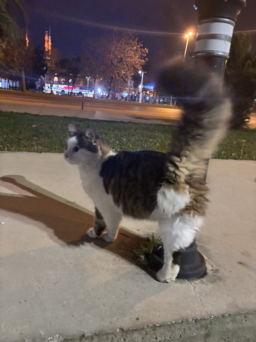 Bu üç ayaklı koca bebeğe acil yuva bulalım lütfen🥹