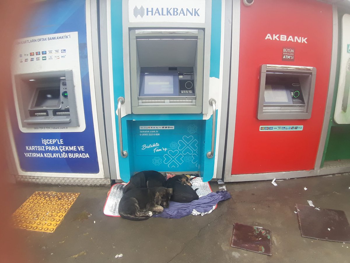 Ümraniye devlet hastanesinin bankamatilklerinde 3 yavru köpek var. 
Belediye alıp barınağa götürmesin misin? Üşüyorlar koruma alıcak birileri var mı acaba 

#MamakBelediyesindeKatliamVar