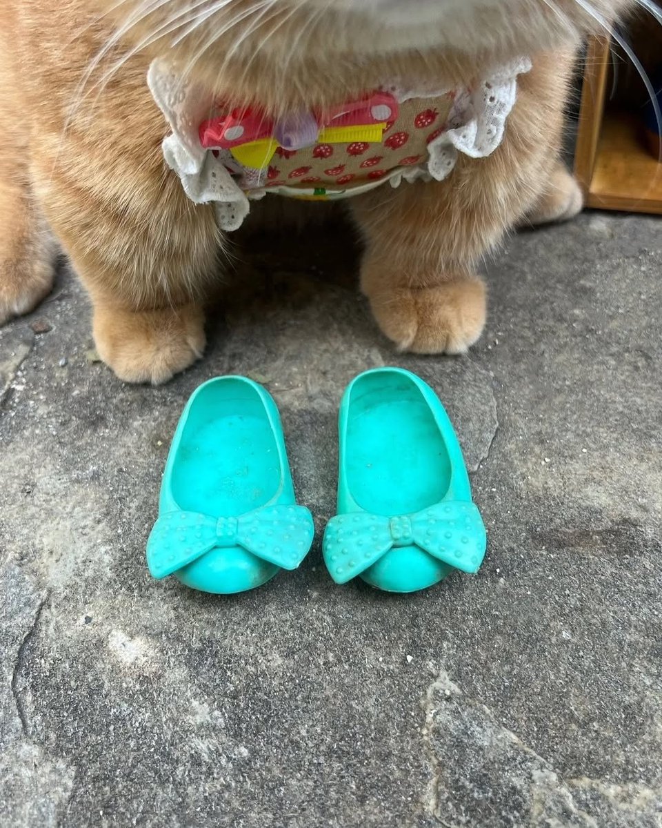 contents that ll heal your depression 🌻 (@catshealdeprsn) on Twitter photo 