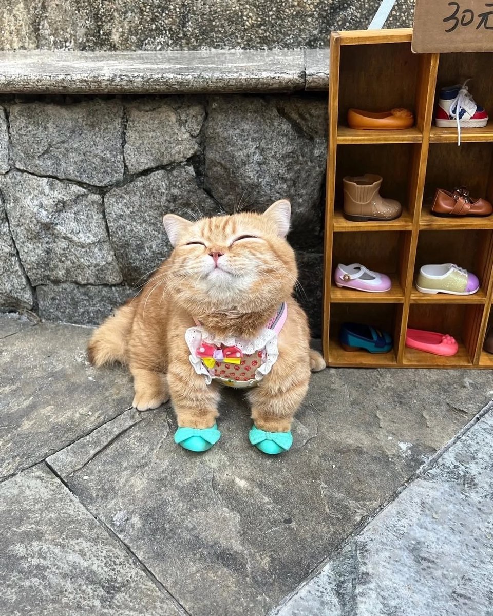 WeAssessCats's tweet photo. https://t.co/sapzLfwXyG