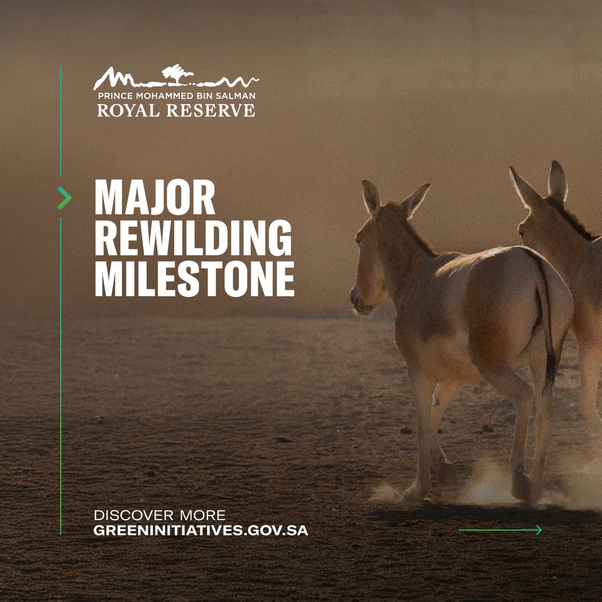 SGISaudi's tweet photo. .@PMBSRReserve reintroduces Persian onagers to Saudi Arabia after a 100-year absence. 🫏​

​Marks a transformative step for the conservation of this endangered animal and a significant milestone in the Kingdom's biodiversity protection efforts. ​

Learn more ⬇️