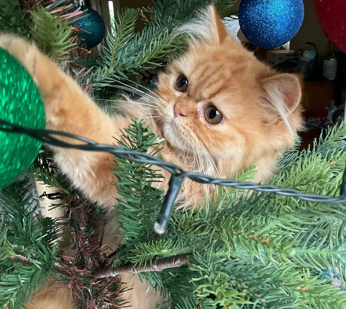 Susan's #CatOfTheDay is Ollie.

Thank you <a href="/SueDix1/">Sue Dix</a> for sharing this pic!