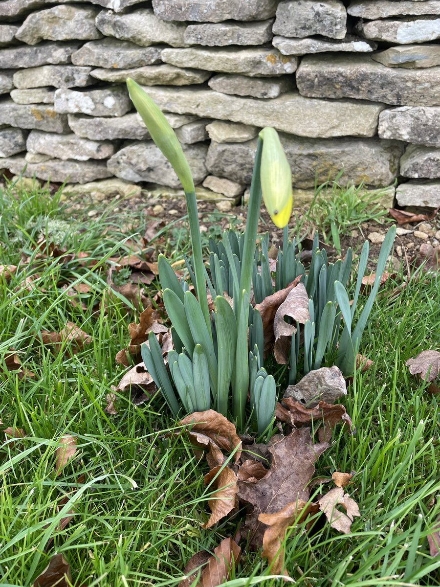 The first signs of spring! A little concerning as I didn’t realise that winter had arrived 🤔