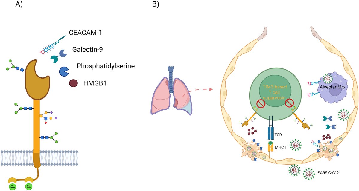 IOCB Prague (@iocbprague) on Twitter photo #review #COVID19 #TIM3
TIM3 in COVID-19; A potential hallmark? (Šácha) - <a href="/HeliyonJournal/">Heliyon</a>: doi.org/10.1016/j.heli…
<a href="/IOCBPrague/">IOCB Prague</a> <a href="/science_charles/">Faculty of Science of Charles University</a> <a href="/CzechAcademy/">Czech Academy of Sciences</a> #review #COVID19 #TIM3
TIM3 in COVID-19; A potential hallmark? (Šácha) - <a href="/HeliyonJournal/">Heliyon</a>: doi.org/10.1016/j.heli…
<a href="/IOCBPrague/">IOCB Prague</a> <a href="/science_charles/">Faculty of Science of Charles University</a> <a href="/CzechAcademy/">Czech Academy of Sciences</a>
