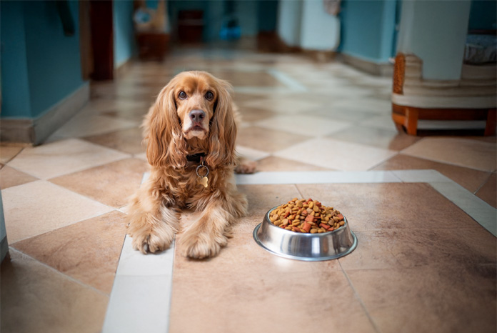 NEWS: Research shows dogs on anti-epileptic medication more likely to become overweight: Researchers from the Royal Veterinary College working in collaboration with the University of Cambridge have found that anti-epileptic… dlvr.it/TGpg75 #vetsurgeon #vetresearch #RVC