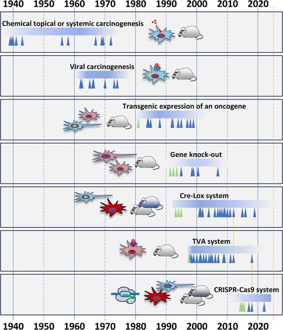MolOncology's tweet photo. 📚Start your week with a brand new Review
🐁 🧠 Rodent models of tumours of the central nervous system 🐀🧠
🖋️@Seb_Brandner
👇 https://t.co/pjbWv1jgqI
#CNStumours #CNScancer #BrainTumours #Medulloblastoma #NeuroOnc #NeuroOncology https://t.co/pqglAJoAgn