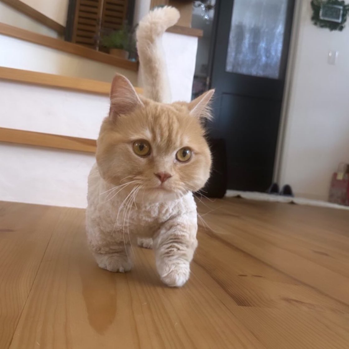 まあたねこを バズってるので、、、 名前は、とらまる先生と言います。 ミヌエットの