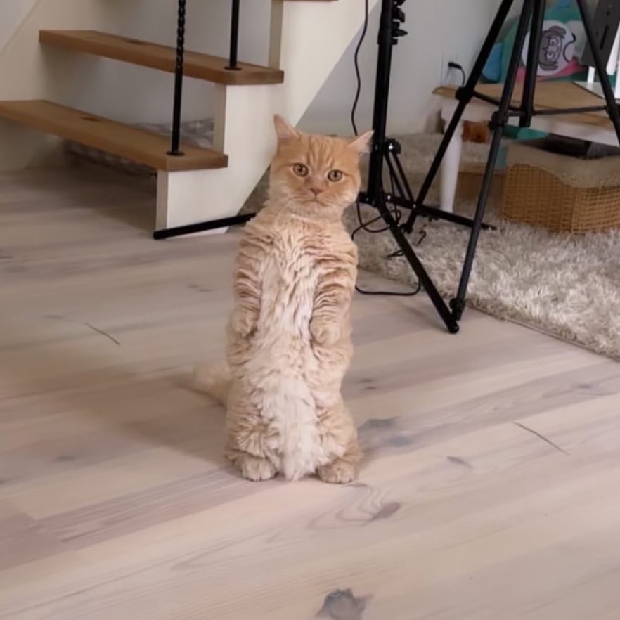 まあたねこを バズってるので、、、 名前は、とらまる先生と言います。 ミヌエットの