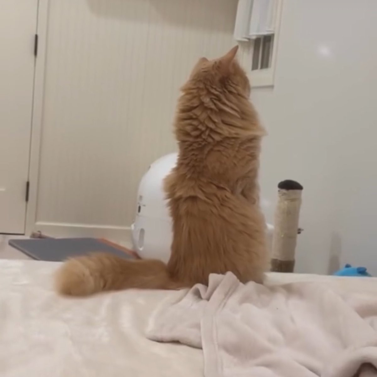 まあたねこを バズってるので、、、 名前は、とらまる先生と言います。 ミヌエットの