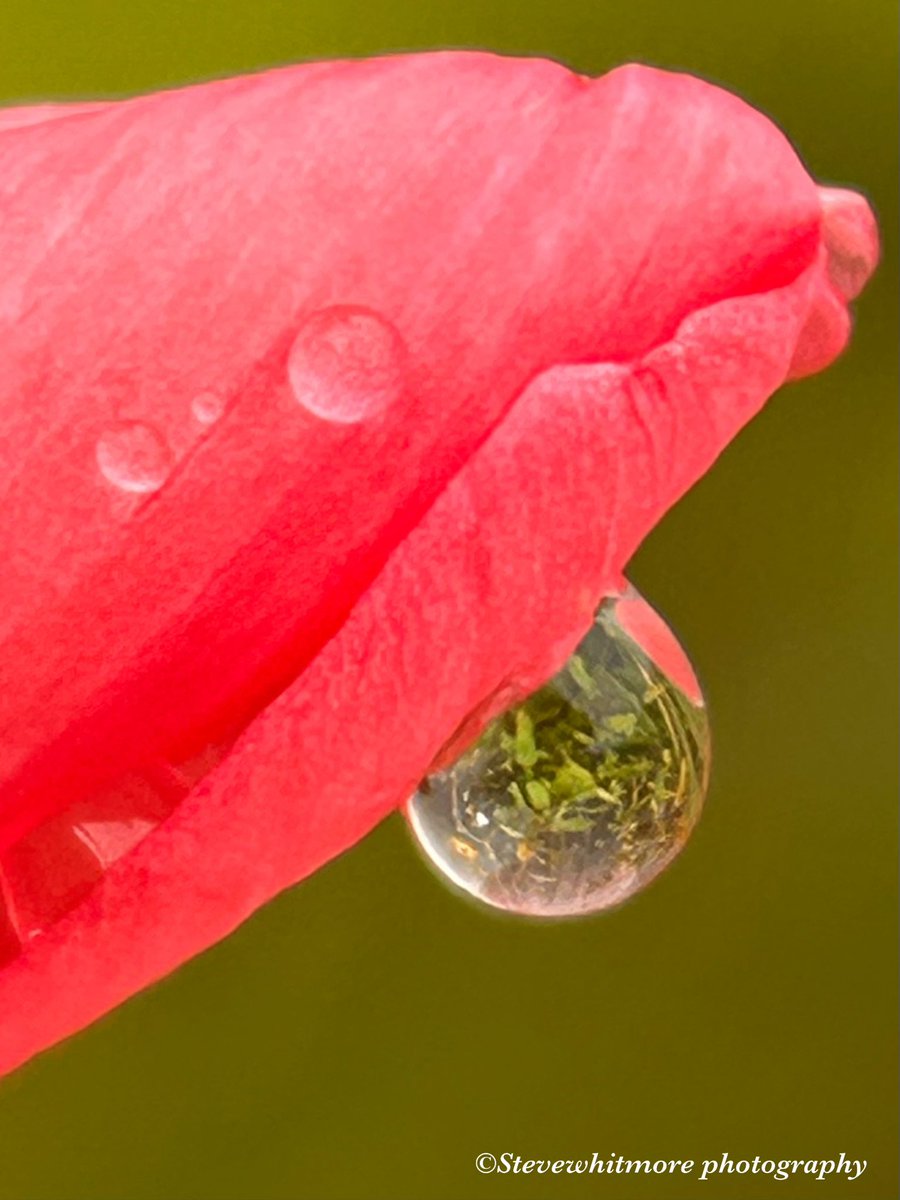 stevewhtmr's tweet image. #MacroMonday #Raindrop #macrophotography