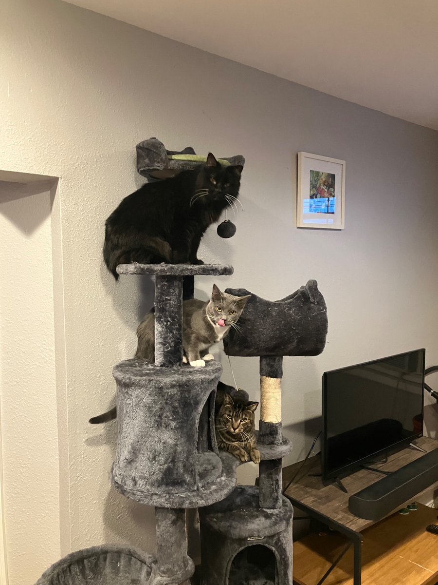 Ohhh cat-mas tree, oh cat-mas tree, how lovely are your rescues ❤️