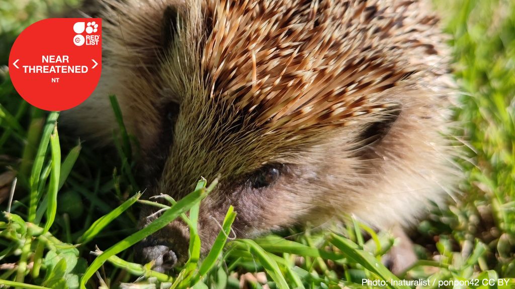 The Western European hedgehog’s #conservation status has deteriorated, according to a recent update of the <a href="/IUCNRedList/">IUCN Red List</a>. 
 
Increasing human pressure such as agricultural intensification and urban development, are driving declines. 

Learn more shorturl.at/JXsvd