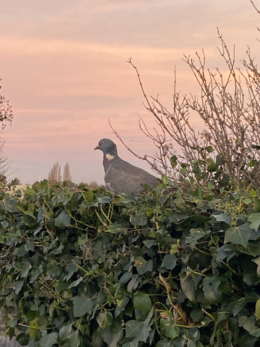 Linda FitzGerald tweet media