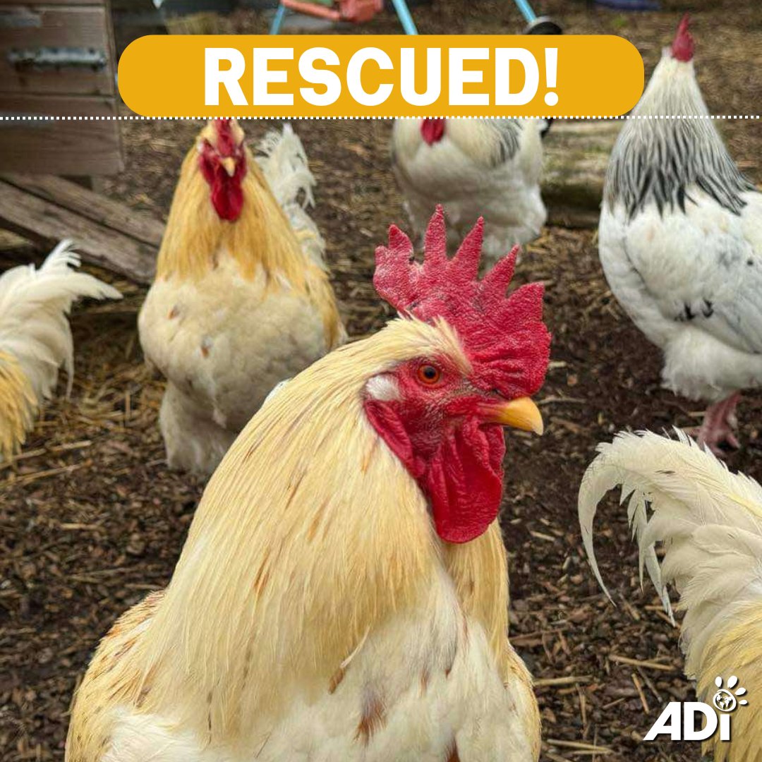 AnimalDefenders's tweet photo. ILLEGAL COCK FIGHTING OPERATION BUSTED IN IOWA. Enforcement officers raided an illegal operation breeding chickens for fighting. In excess of 400 roosters, hens and chicks were found on the property, many roosters showing signs of injury along with dead birds. #NotEntertainment https://t.co/b0tb2aCjoZ