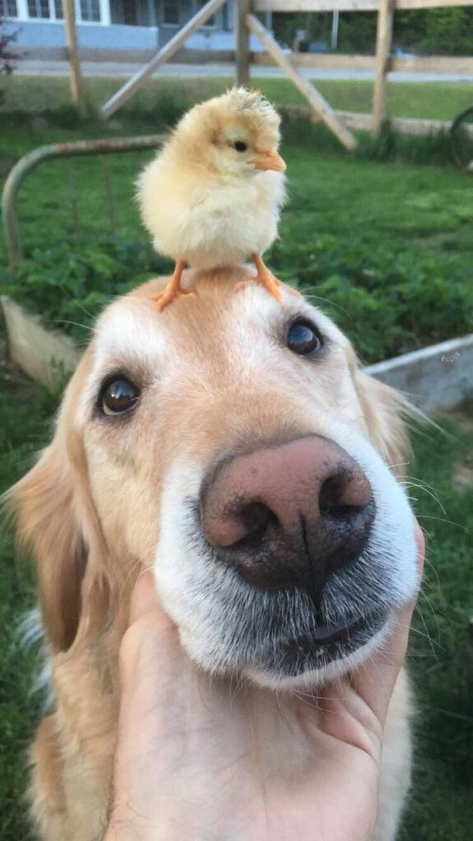 theDoggLovers's tweet photo. https://t.co/j9Yfo4S1Ky