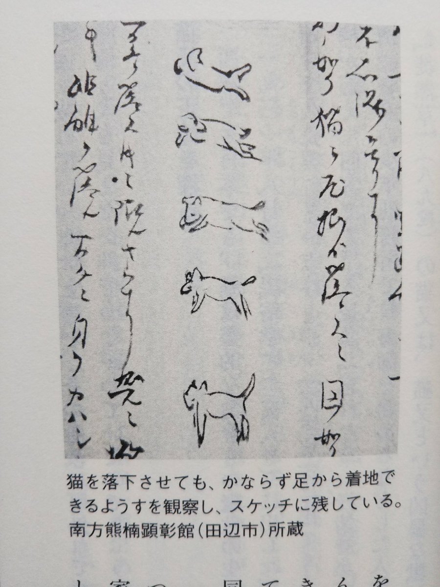 kurooribe's tweet image. 南方熊楠の猫のスケッチだいぶいいな