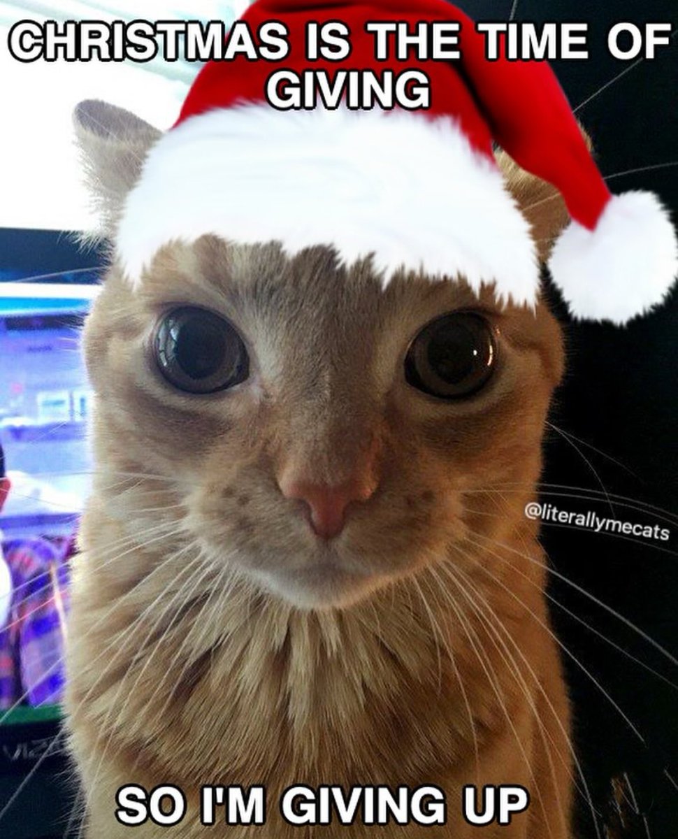 thecatesthetic's tweet photo. https://t.co/YxRM1YLL81