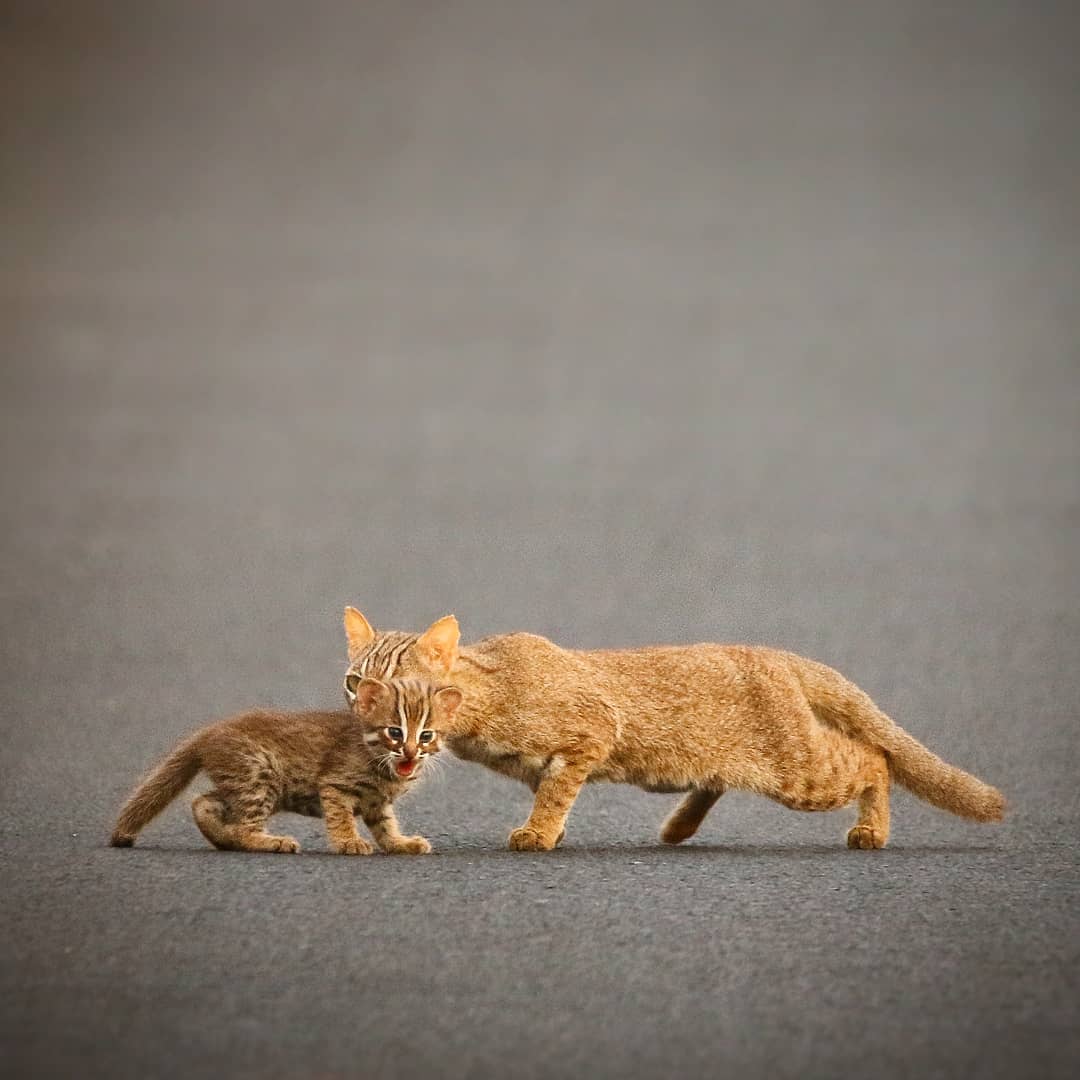 WCSIndia's tweet photo. #Repost • Two Rusty-spotted cats (Prionailurus rubiginosus) photographed by Manju Acharya (@manjuacharyaphotography)
#RustySpottedCat #SmallCat #SmallCats #WildlifeOfIndia #WildlifeIndia #Wildlife #WildlifeConservation #WildlifePhotography #NaturePhotography #Photography https://t.co/WA0i5VZ8uk