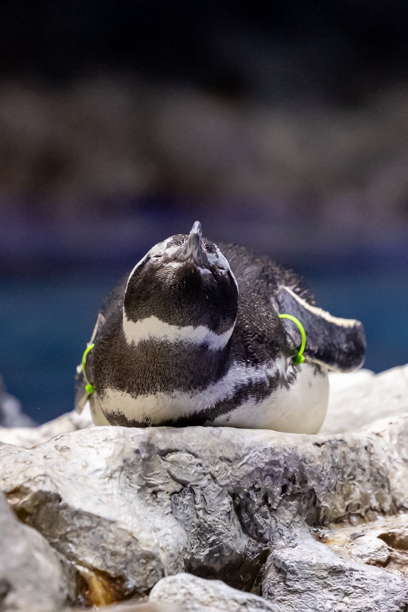 ReLU_aqua's tweet photo. おずんだ饅頭をおひとついかがですか🐧🍡
#すみだ水族館 #マゼランペンギン 
#羽毛さん日誌 https://t.co/3PJ4qAv258