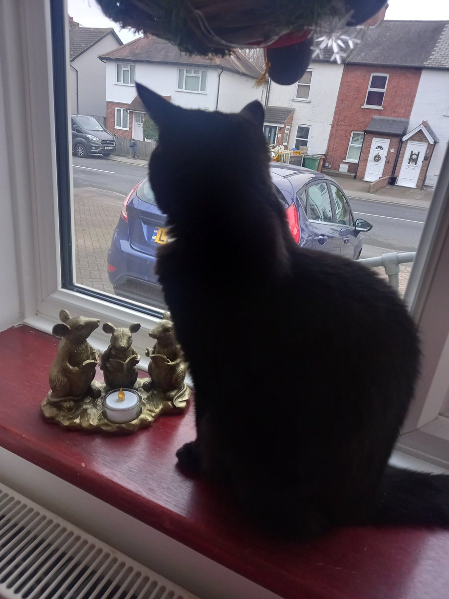 shdool123's tweet photo. I'm keeping watch to make sure nobody tries to touch my mouses again 'cos they disappeared for 11 months last year when I'd fallen asleep one day! No idea who nabbed them 🖤🐾🎄 🎅 #AdoptDontBuy #catsnoir #CatsOfTwitter #Christmas https://t.co/SvAOR33ryN