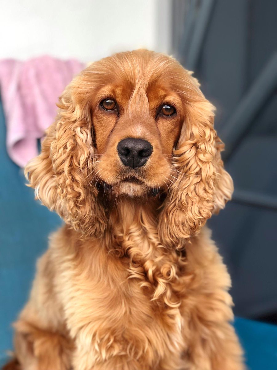 10.06.2015 ❤️ 12.12.2024
Kimilerine sıradan ve abartılı gelebilir hüznümüz ama anlıyorum; yaşamayan bilemez. Emin olun ailemizin, bizim bir parçamızdı. Bize, her birimize çok şey öğretti ve sonra uçup gitti dünyalar güzeli meleğimiz.