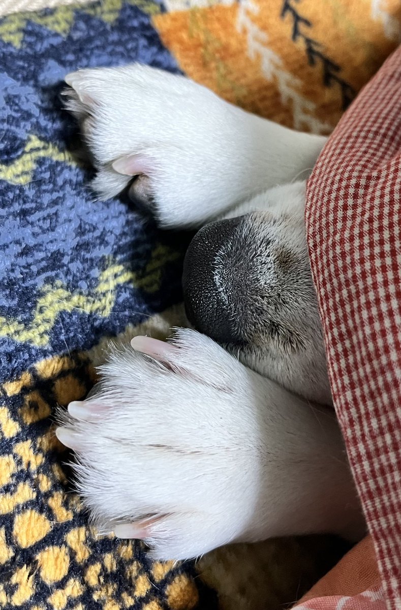 Beagleume15's tweet photo. まま、こたつってぬけだせないね
#ビーグル
#beagle 
#ビーグルうめちゃん https://t.co/MXVnuEjoPf