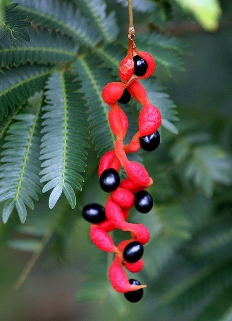 Untamedpath's tweet photo. "Nature's beautiful jewelry: A vibrant red seed pod reveals its shiny black treasures."

Nature #Seeds #RedandBlack #PlantLife #JewelsOfNature https://t.co/TBLQwsMgba