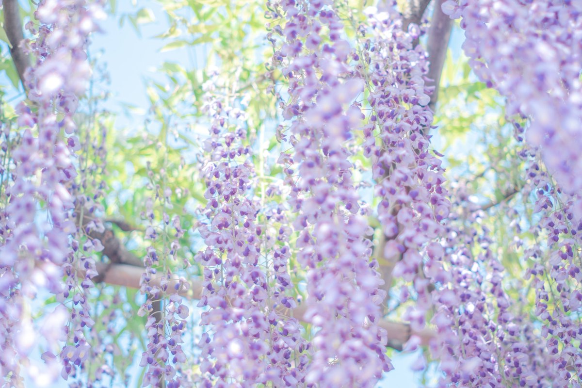 花で心が暖かくなればいいな。
