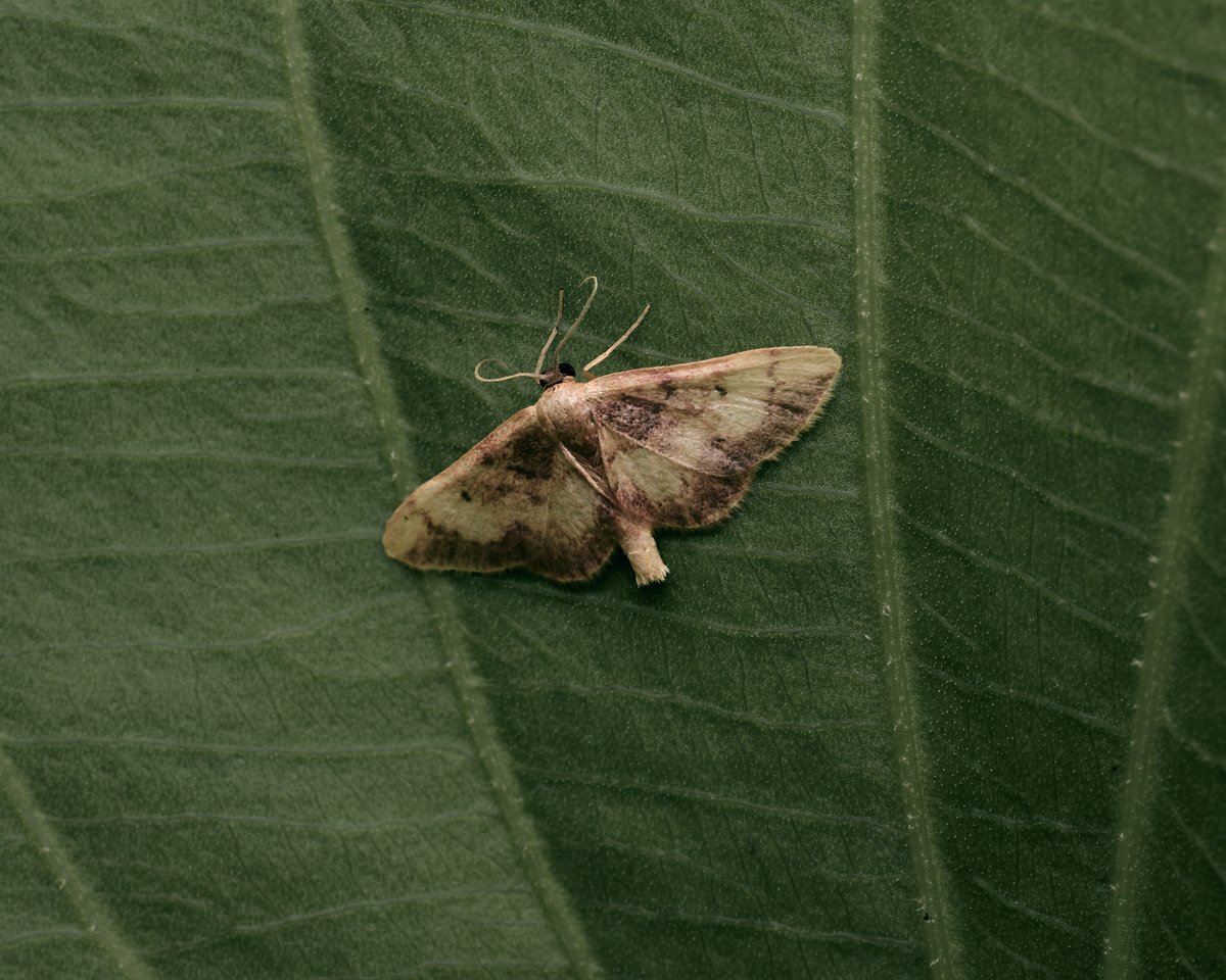 lowbassphotog's tweet photo. Camouflage fail? #moth #photography #wildlifephotography #animalphotography #lepidoptera #insect #insectphotography #macro #macrophotography #closeupphotography #naturephotography #entomology #macroinsects #insectcaptures #wildlifephoto #apppicoftheweek #canonfavpic #captureone https://t.co/AVEcydxmOc