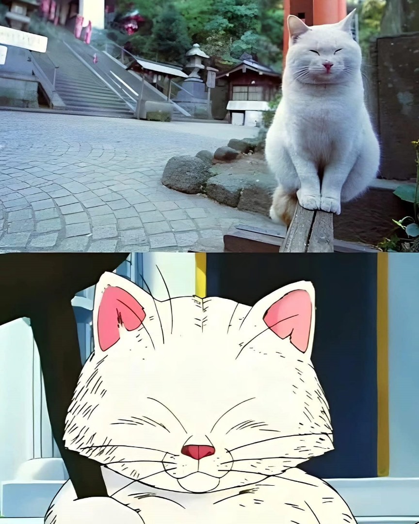 loke_jerem16234's tweet image. Korin is real 🔥 #dragonball #korin