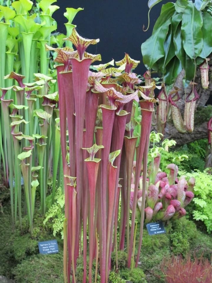 Untamedpath's tweet photo. "Nature's elegant traps: A stunning display of carnivorous pitcher plants, showcasing their vibrant colors and unique forms." #pitcherplants #carnivorousplants #nature #botany #gardening #exoticplants https://t.co/zFDE6FreME