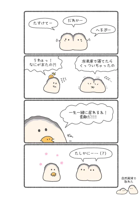くっついちゃったカキ🦪

#ぷりぷりカキ 