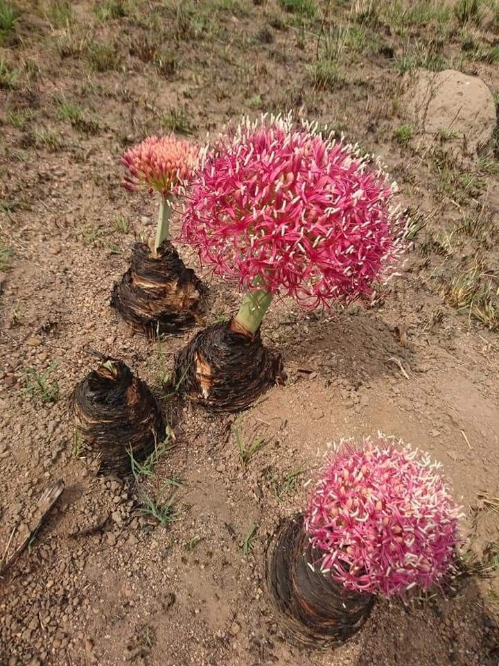 Untamedpath's tweet photo. "The captivating beauty of the Boophone disticha, also known as the Bushman Poison Bulb, in full bloom. This stunning plant is a testament to the resilience of nature, thriving in harsh arid landscapes." #boophonedisticha #bushmanpoisonbulb #desertflora #naturephotography #southafrica
