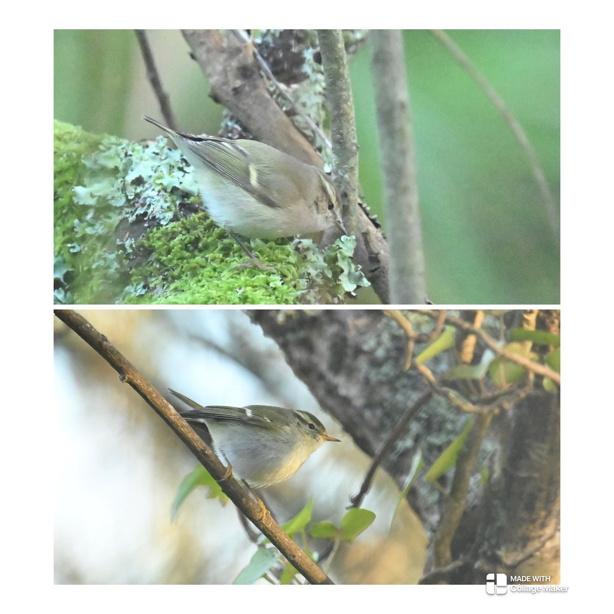 Steve Rogers tweet media