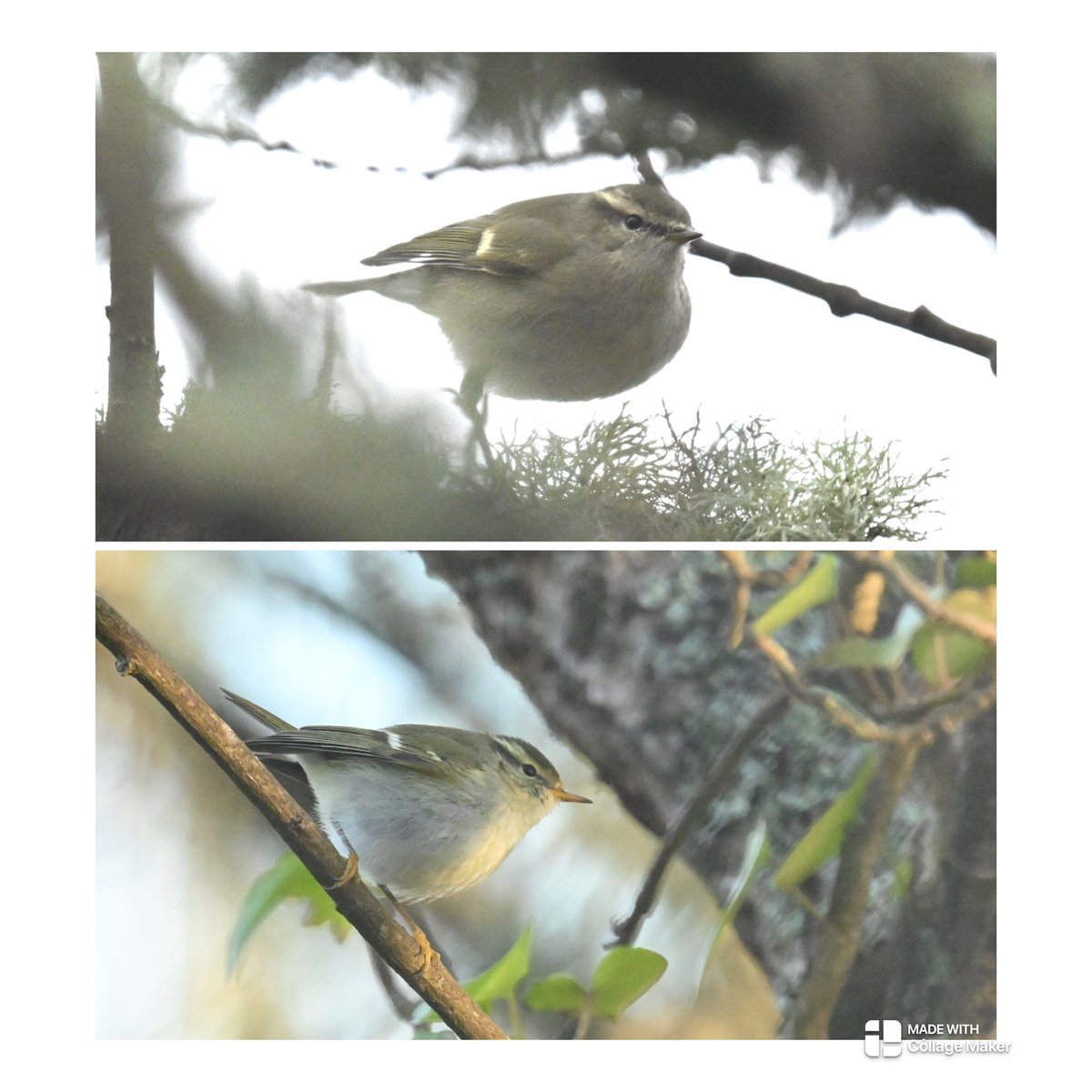 Steve Rogers tweet media