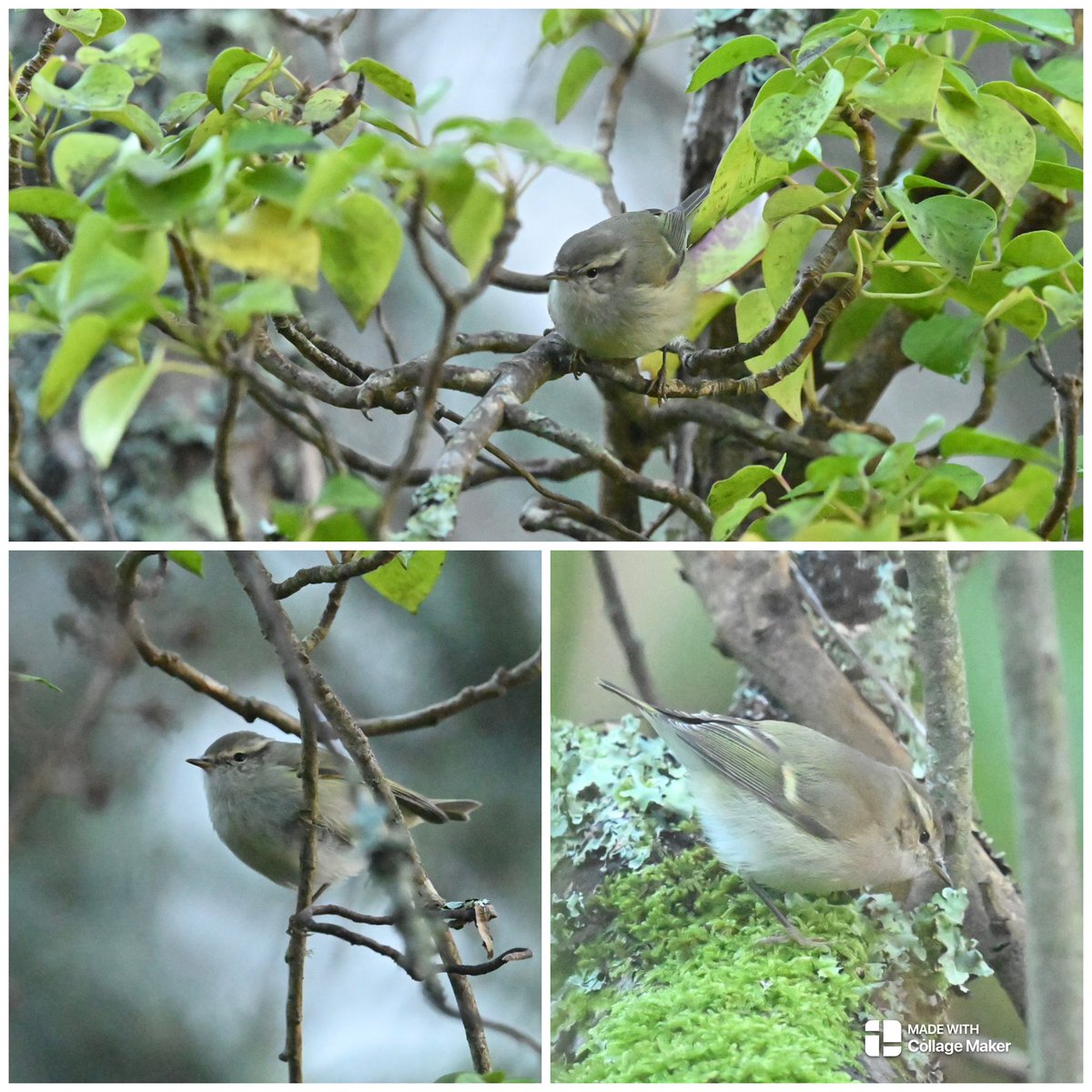 Steve Rogers tweet media