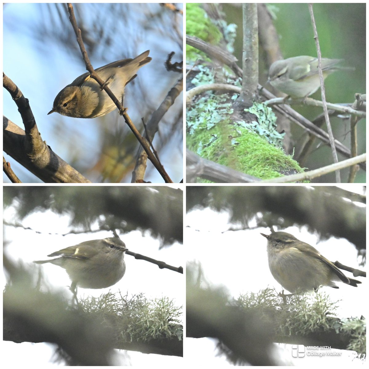 Steve Rogers tweet media