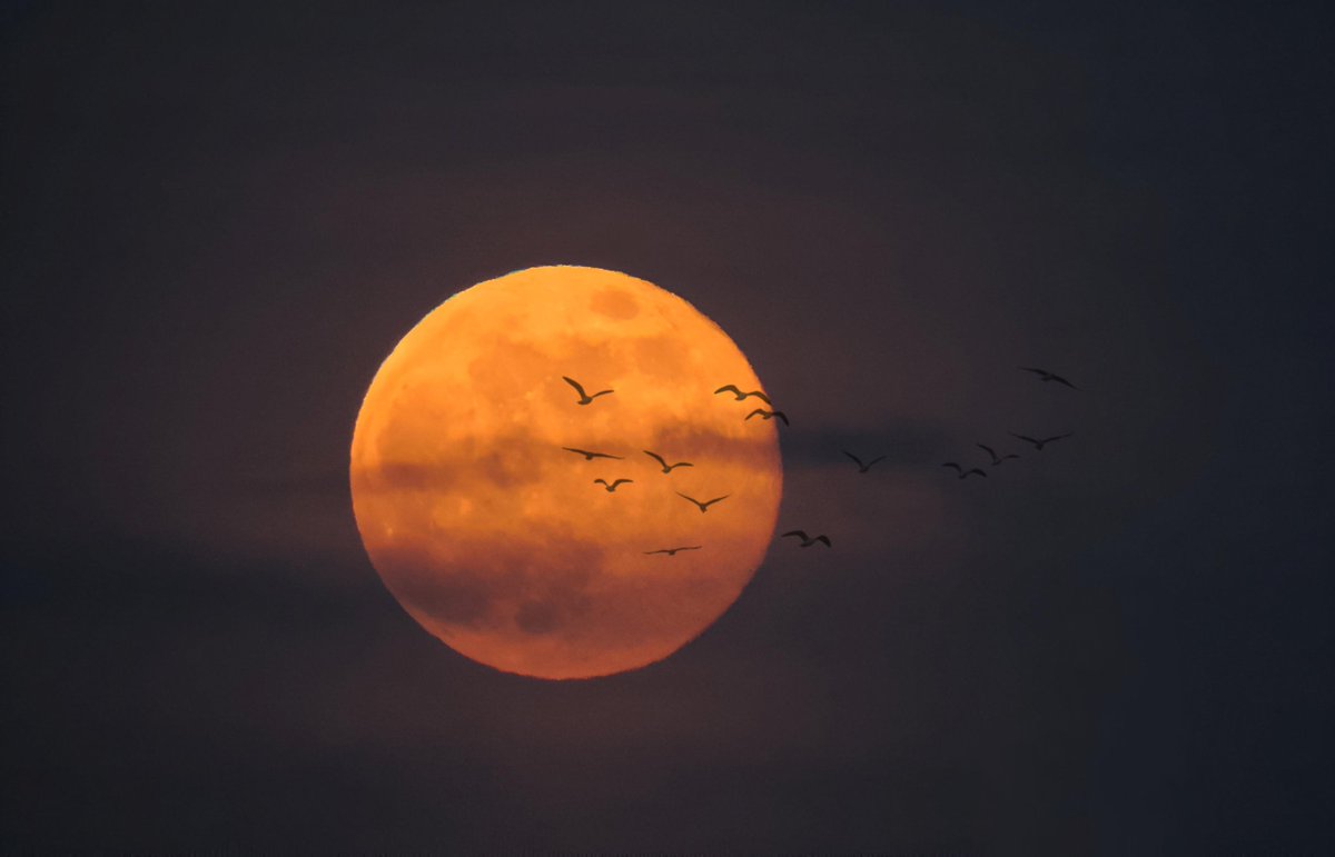 La #LunaLlena desde Rota (Cádiz), feliz día <a href="/tiempobrasero/">Tutiempo</a> <a href="/ElTiempoA3/">El Tiempo de Antena 3</a> <a href="/lasextameteo/">La Sexta Meteo</a> <a href="/fcocachometeo/">Francisco Cacho</a> <a href="/JoannaIvars/">JoannaIvars</a> <a href="/el_tiempohoy/">El Tiempo Hoy</a> <a href="/RosaliaFdz/">Rosalía Fernández</a> <a href="/MeteoCanalSur/">MeteoCanalSur</a> <a href="/ElTiempo_tve/">El Tiempo en TVE</a> <a href="/abarniol_tve/">Albert Barniol</a> <a href="/slaplana_tve/">Silvia Laplana</a> <a href="/aquilatierratve/">Aquí la Tierra</a> <a href="/objtormentas/">Objetivo Tormenta (David Mancebo)</a>