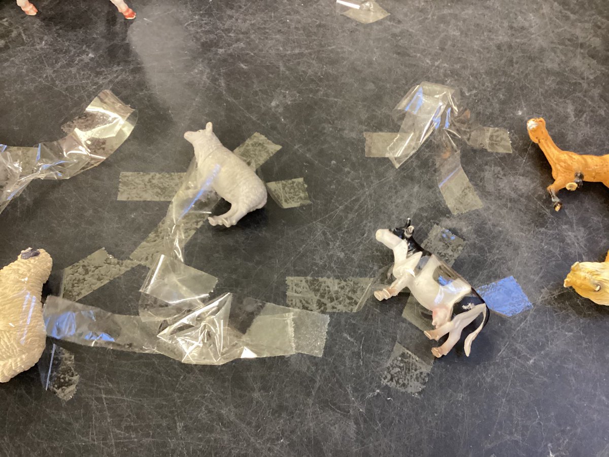 Cheeky Buddy has taped all the animals to the tuff tray! We have to use our strong hands to pick the tape off and rescue them! #stocktonwoodpd