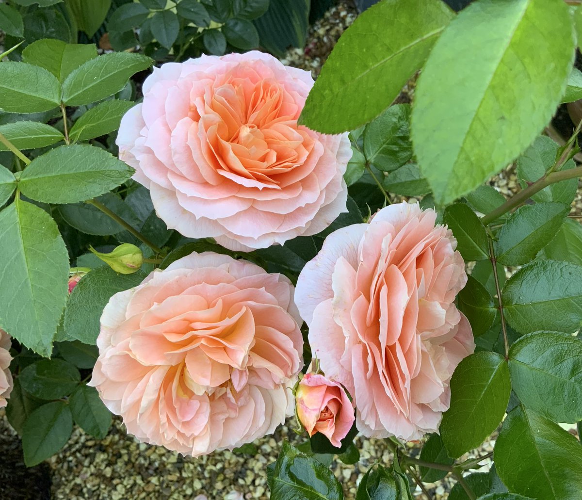 rosesukroses's tweet photo. The film IT’S A WONDERFUL LIFE was released 78 years ago this week. The name 'It's A Wonderful Life' (Rose of the Year 2022) is used with the permission of Melange Pictures LLC all rights reserved. It's A Wonderful Life TM © Melange Pictures Inc. All Rights Reserved. #roseadvent https://t.co/6Mjw90LuQr