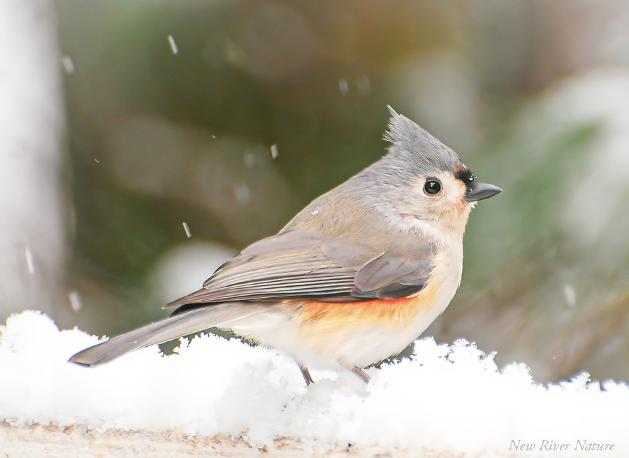 KerriFar's tweet photo. "All that we behold is full of blessings." ~ William Wordsworth - #TuftedTitmouse #Birds #BirdLover #NatureLovers #NewRiverNature #BirdPhotography #WinterMemory https://t.co/yasK58AhBH