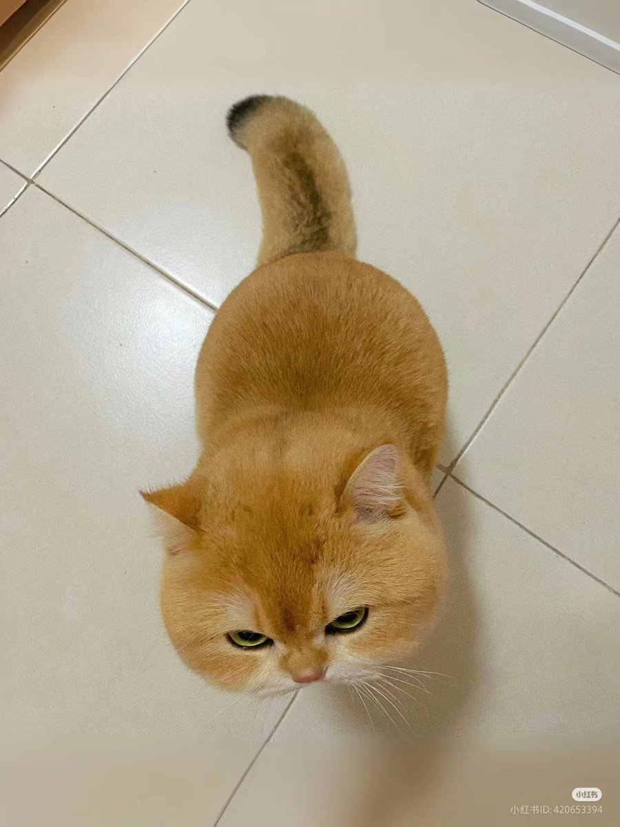 No Context Cats tweet media