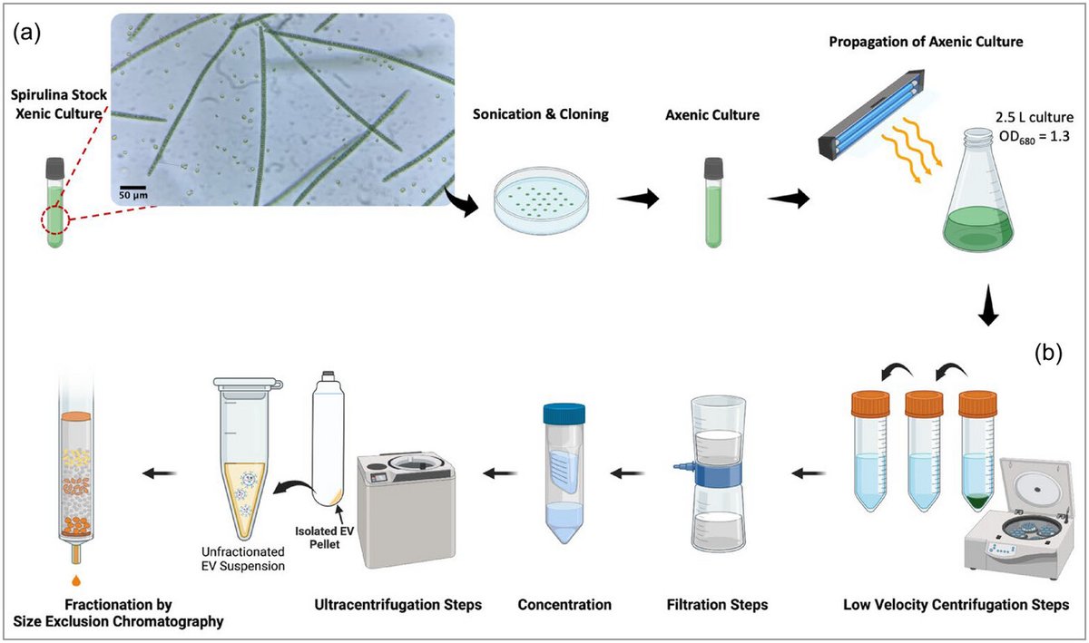 🆕New in #JExBio🆕This study reports the successful isolation, characterization, visualization and potential therapeutic benefits of Spirulina-derived #EVs these findings highlight the potential of SPEVs as a new class of vaccine adjuvant.  isevjournals.onlinelibrary.wiley.com/doi/10.1002/je…