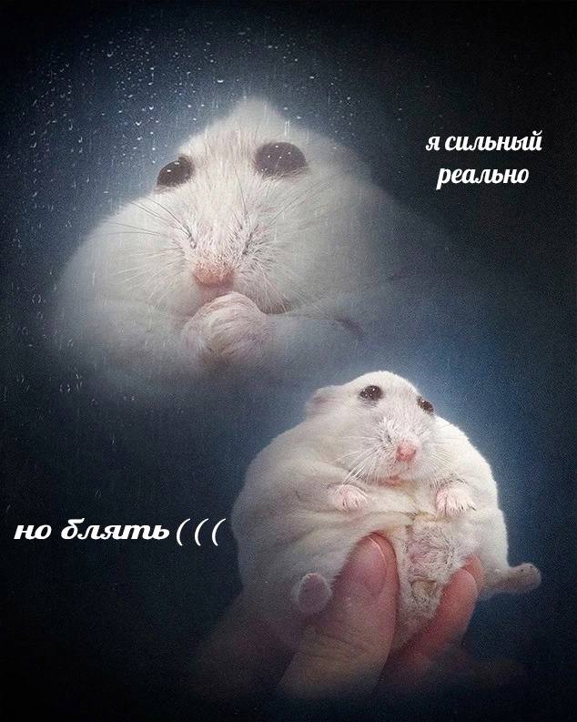 🐸жабья принцесса👑 (@kxiq7u7oc8nsgnc) on Twitter photo 