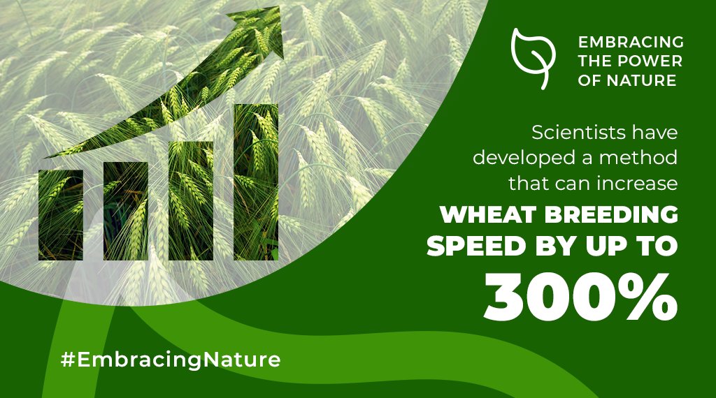 🌾Barley believe it!

A recent research by Western Crop Genetics Alliance and other global partners recently updated the barley pan genome to help breed new high performance varieties.

The new knowledge allows #plantbreeders to create barley varieties better suited to