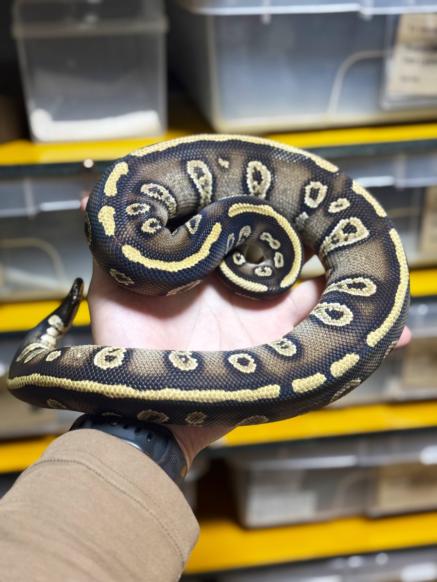 Angelsshare_JP's tweet image. やっぱり綺麗やて
Phantom stranger het clown ♂
メスストレンジャー、、、、、

#ボールパイソン
#爬虫類
#ballpythons #reptiles