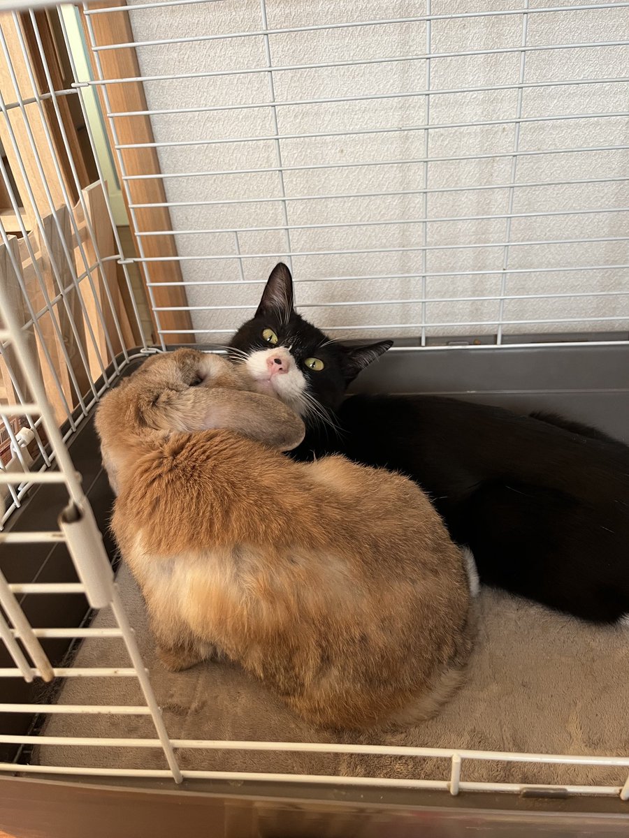 ジェリクル tweet media